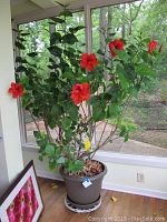 Full view of the hibiscus plant in its pot, showing height, branches, green leaves, and red flowers near a window.