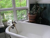 Large Jade plant in terracotta pot on wooden stool next to bathtub, near window with greenery outside.