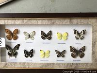 Close-up of framed butterfly collection showing 10 butterflies with Latin names.