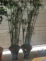 Front view of two faux palm trees with slender green stems and narrow leaves in worn black and white planters.