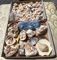 Two box lids filled with a diverse collection of sea shells in natural colors and various sizes, including loose and arranged shells as well as a bag with turquoise shell pieces.