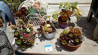 Overview of four assorted potted succulents placed on a white surface outdoors, showing variety of plant types and pot styles.