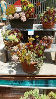 Wide angle photo showing multiple succulent plants in several pots placed on wooden shelves and outdoor surface under sunlight
