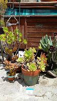 View of large terracotta pots with green and yellow rosette succulents, small ceramic pot with reddish succulents, and a taller succulent plant arrangement near wooden background