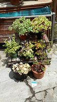 Front view of seven assorted succulents in various plastic and terracotta pots, placed on a wooden pallet outdoors.