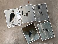 Five framed bird photographs arranged on the floor showing different water birds in various poses and settings.