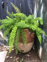 Front view of large terra cotta pot with lush green asparagus fern trailing over the edge, sitting outdoors against a dark fence.