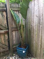 Full view of tall palm plant in blue ceramic pot outdoors near wooden fence, showing overall condition and structure
