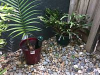 Palm-like plant with long fronds and cactus-like plant in green pot on stone ground against black wall
