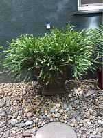 Wide view of large Christmas Cactus in terra cotta pot on pebble ground.
