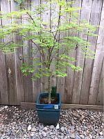 Full view of the maple tree with thin branches and green leaves in the blue ceramic planter against a wooden fence background.