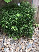 Full view of the dense green ivy plant in a ceramic pot on a pebble ground, showing star-shaped leaves and trailing vines.