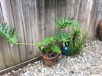 Two potted plants side by side on gravel against a wooden fence: one large leafy plant in terra cotta pot on the left, smaller grass-like plant in green ceramic pot beside it.