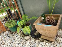 Photo showing three potted plants against a gray wall with rocky ground - large ornate square beige pot with tall palm-like plant and two smaller green ceramic pots with leafy plants.