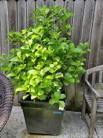 Full view of the hydrangea plant in the black metal planter set against a wooden fence.