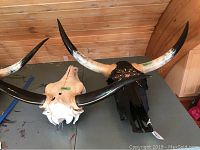 Both cow skulls with horns on tabletop, showing natural and painted pieces