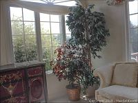 Long shot showing two tall silk ficus plants positioned near windows. One plant has green leaves, taller around 7 feet, and the other has darker reddish-green leaves, around 4 feet tall. Both are in woven basket pots.