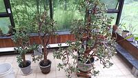 Three large live jade plants in pots near a window with natural light, showing size and foliages.