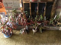Nine Christmas cacti in various sizes and colors displayed in pots on a hearth in front of a fireplace.
