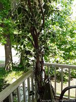 Full view of the 7ft artificial tree showing leaves, branches, and Christmas lights wrapped on the trunk.