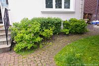 Wide angle photo of front yard showing multiple green shrubs and bushes alongside paved walkway leading to steps.