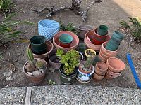 Outdoor photo showing variety of terracotta and plastic planters along with live succulent and cactus plants arranged on ground.