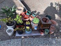 Overall view of plants and planters on a wooden pallet, showing a variety of succulents, ceramic pots, terracotta pots, and a wooden planter holder