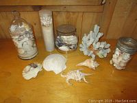 View of all glass containers filled with assorted seashells, loose seashells arranged on wooden surface, and artificial coral piece.