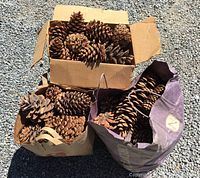 Three containers (one cardboard box, two bags) full of pine cones
