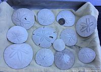 Top view showing 12 sand dollars of various sizes laid out on fabric, natural coloration and texture visible.