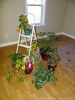 Six live house plants arranged on the floor and a white metal 3-foot step ladder with plants on the top steps, near a window with wood flooring.