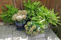 Three pots against wooden fence: two ferns (one in dark planter, one black) and one hydrangea in dark blue pot