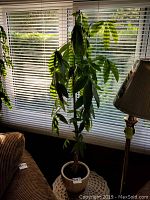 Tall leafy plant about 48 inches tall shown in pot beside window and chair and lamp.