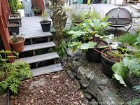 Three matching black plastic planter pots on gravel and stone garden bed, with large rhubarb leaves in two pots and smaller herb leaves in one pot