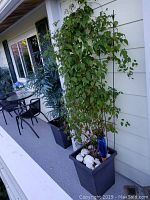Full view of the live clematis plant in a black square pot with trellis on a patio.