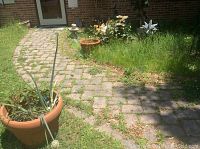 Wide angle photo showing pathway with multiple terracotta pots containing plants, partially overgrown grass, and garden decorations including plants and small statues