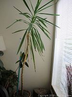 Tall palm-like plant near window with long, narrow leaves and visible stem reaching about 8 feet high