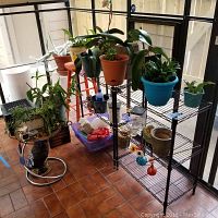 Overview of multiple potted plants placed on and near a black metal shelving plant stand, and a round metal plant stand with owl decoration, plus small stool.