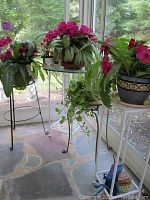 Four metal stands holding 3 Streptocarpus and a small potted plant near window