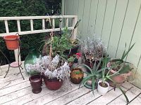 Overview of plant stand, pottery and plastic planters with live plants on wooden deck against green wall.