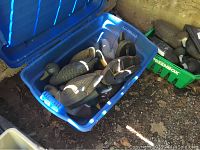 Blue Rubbermaid plastic tub with a variety of duck decoys inside, some lying down and some upright, showing color and detail of decoys