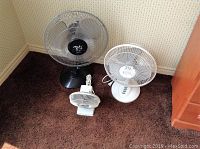Three table fans on carpeted floor; one black pedestal fan, one white pedestal fan, one smaller white box-type fan.