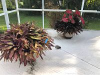 Two large outdoor potted plants placed on a white outdoor patio surface, showing foliage and pots.