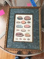 Framed art print of various cowries in an ornate gold frame with green patterned matting.