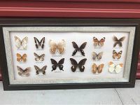 Full view of the framed butterfly specimen collection showing all 16 specimens arranged in four rows.