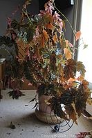 Full view of large begonia plant in pot on saucer with leaves extending outward