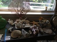Multiple seashells, coral fragments, and ceramic planter arranged on a surface near a window