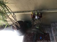 Palm plant about four feet tall in pot with large green leaves. Also includes three small cacti in red pots on metal plant stand, garden wind chime hanging from stand, small outdoor table, watering can, and garden tools around the setup.