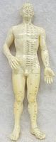 Front view of the male acupuncture model showing detailed black acupuncture point markings on the torso, arms, and legs, standing on a flat surface.