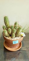 Front view showing cactus with multiple stems, clay pot and saucer, decorative stones and flower